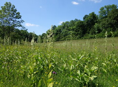 Feuchtwiese im Biosphärenpark Wienerwald