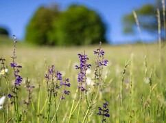 Blumenwiese im Biosphärenpark Wienerwald