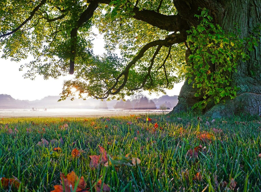 Alter Baum auf Wiese