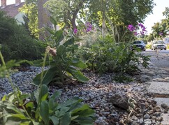 Diverse Pflanzen im Kiesbett unter Bäumen