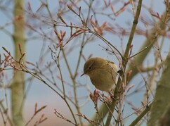Zilpzalp im Wald auf Baum sitzend